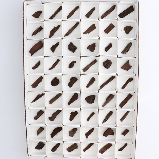 Permineralized Wood Flat of 54