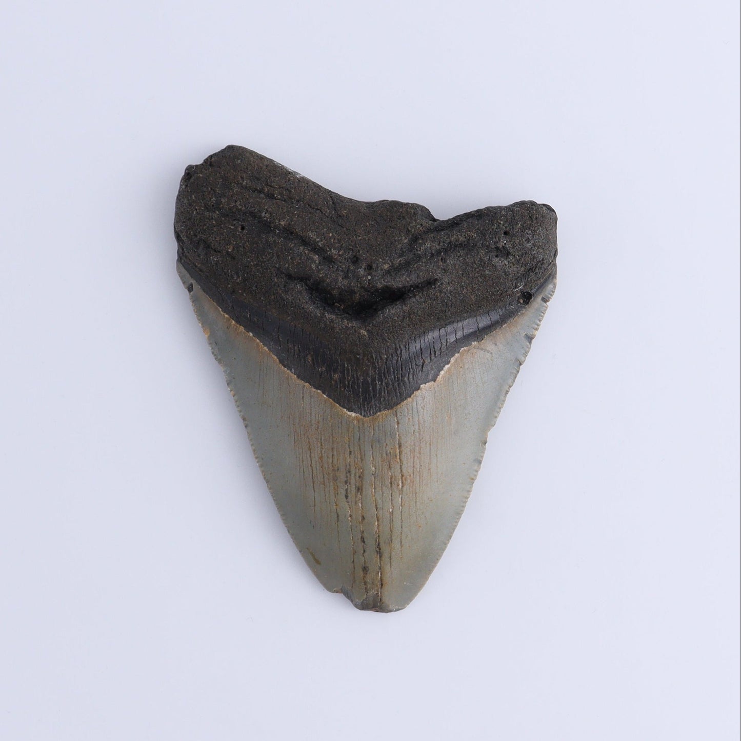 Megalodon Teeth Set of 2 - Expert Wholesale and Supplier of Wholesale Crystals & Bulk Gemstones, ["Megalodon Teeth","United States"]