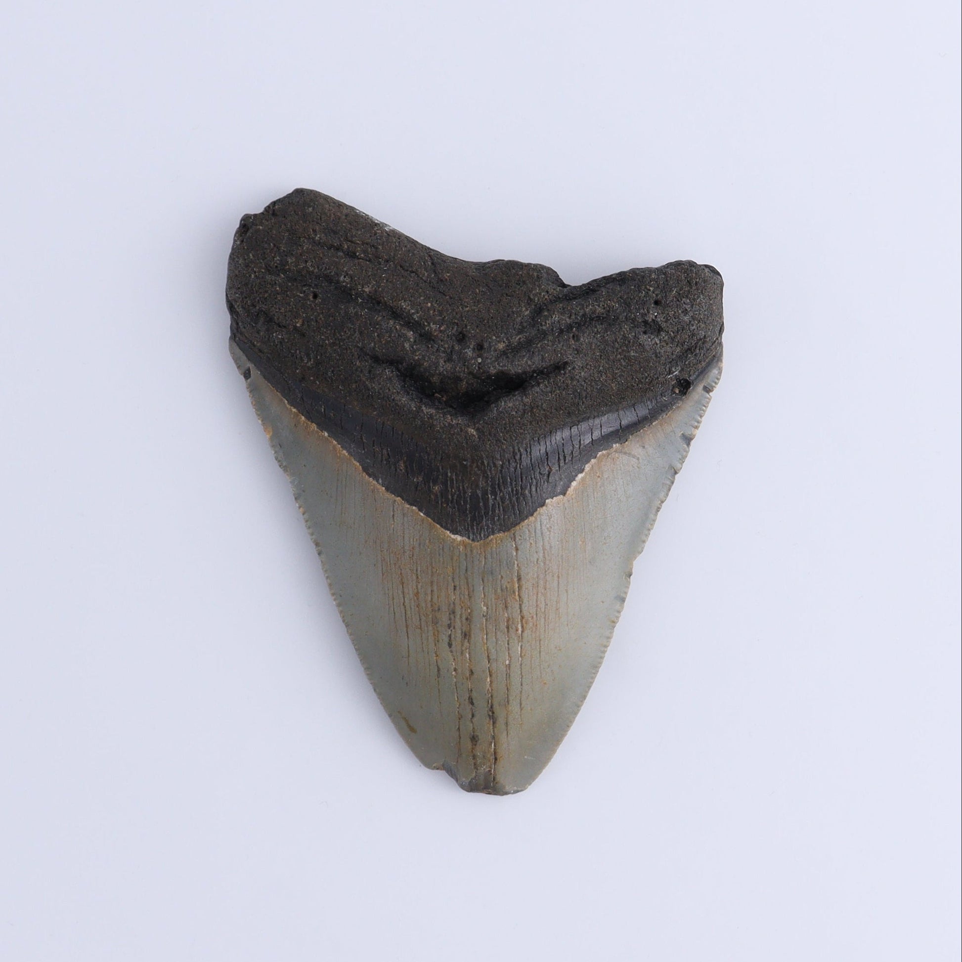 Megalodon Teeth Set of 2 - Expert Wholesale and Supplier of Wholesale Crystals & Bulk Gemstones, ["Megalodon Teeth","United States"]