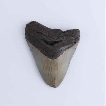 Megalodon Teeth Set of 2 - Expert Wholesale and Supplier of Wholesale Crystals & Bulk Gemstones, ["Megalodon Teeth","United States"]