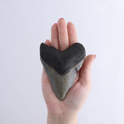 Megalodon Teeth Set of 6 - Expert Wholesale and Supplier of Wholesale Crystals & Bulk Gemstones, ["Megalodon Teeth","United States"]