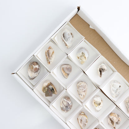 Crystalized Shells Set of 15