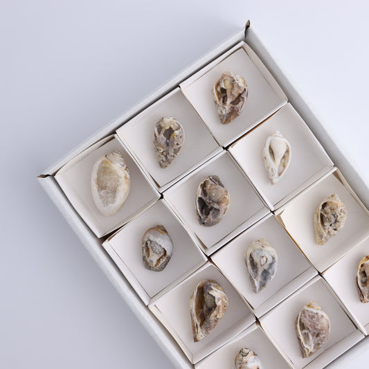 Crystalized Shells Set of 12 - Expert Wholesale and Supplier of Wholesale Crystals & Bulk Gemstones, ["Crystalized Shell","India","shell","shells"]