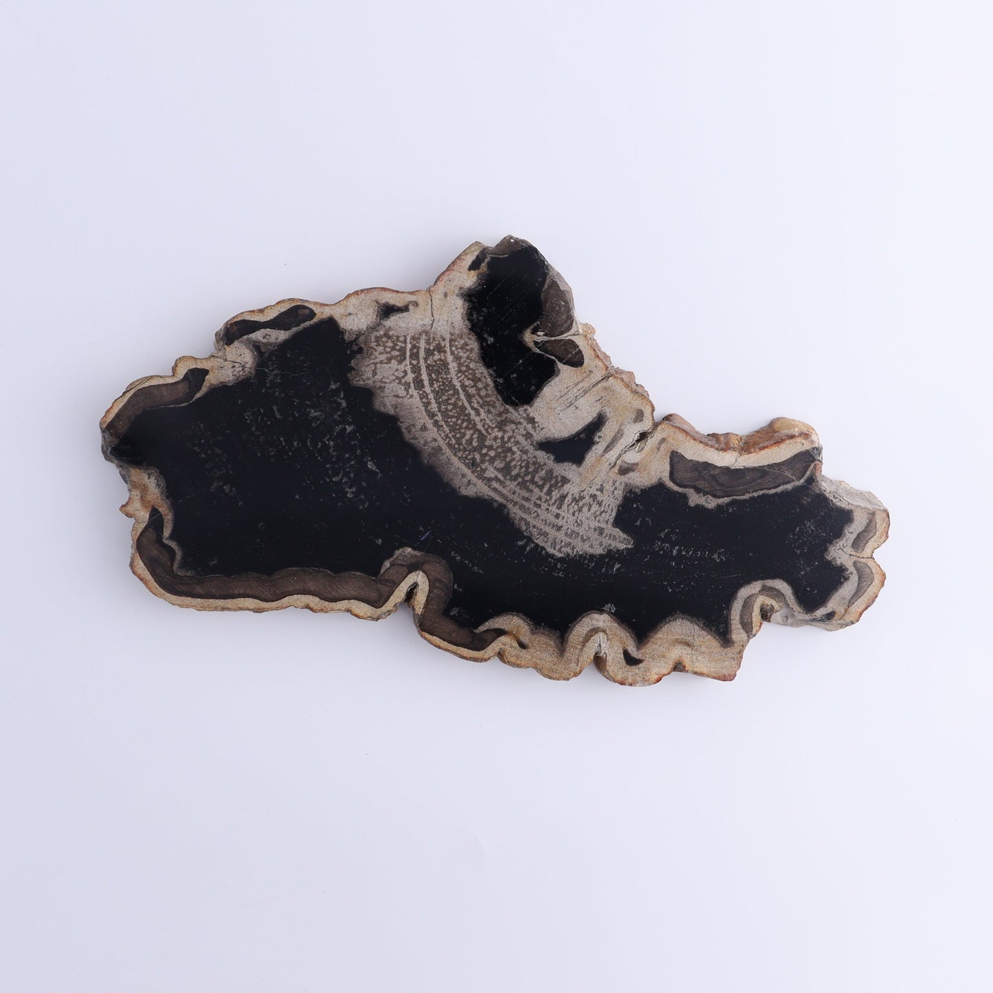 Petrified Wood Slices & Slabs Set of 4 - Expert Wholesale and Supplier of Wholesale Crystals & Bulk Gemstones, ["Freeforms","Indonesia","Petrified Wood","Slices and Slabs"]