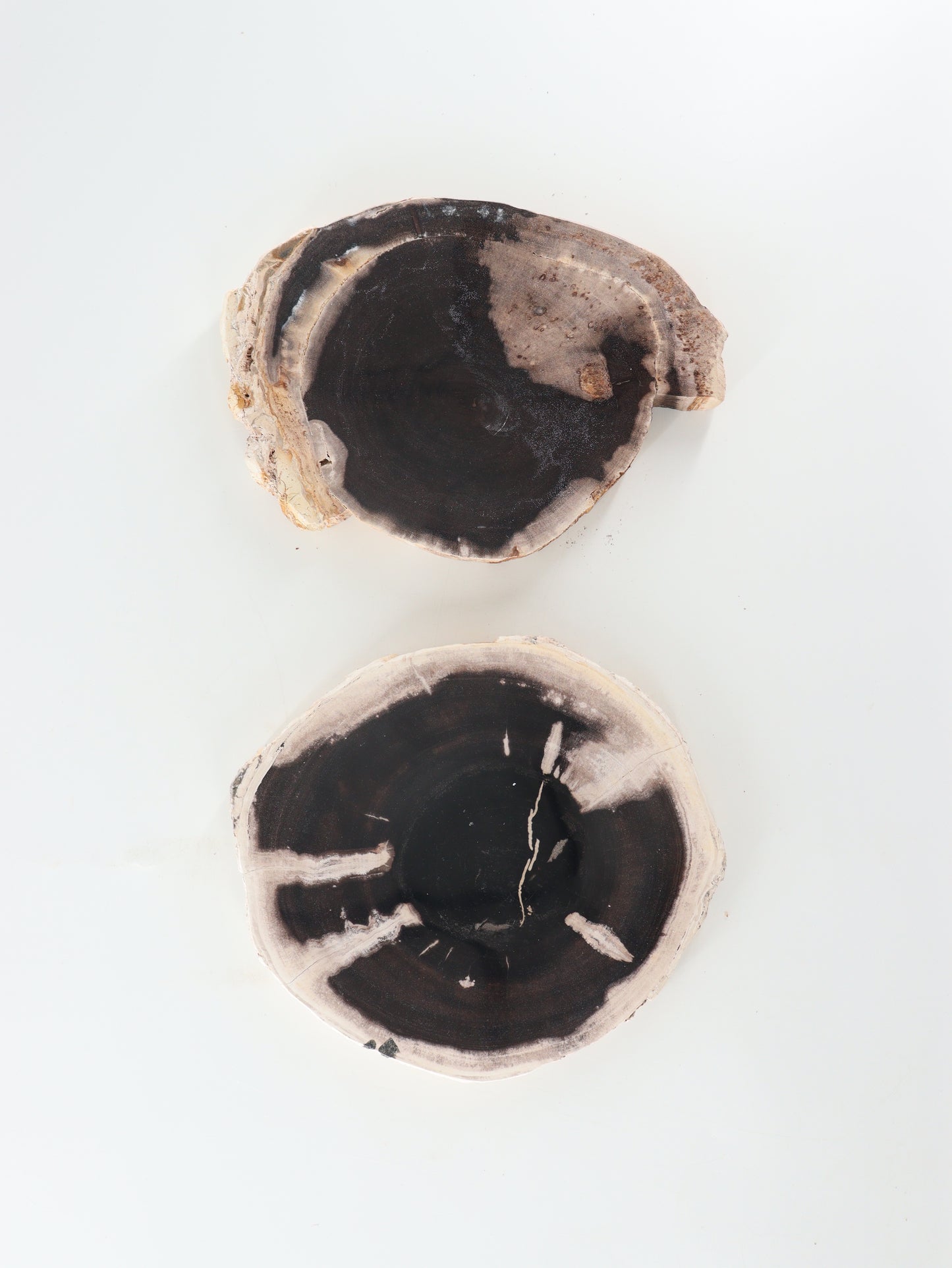 Petrified Wood Slices and Slabs Set of 2 - Expert Wholesale and Supplier of Wholesale Crystals & Bulk Gemstones, []