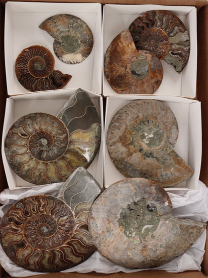 Ammonite Pairs Set of 4