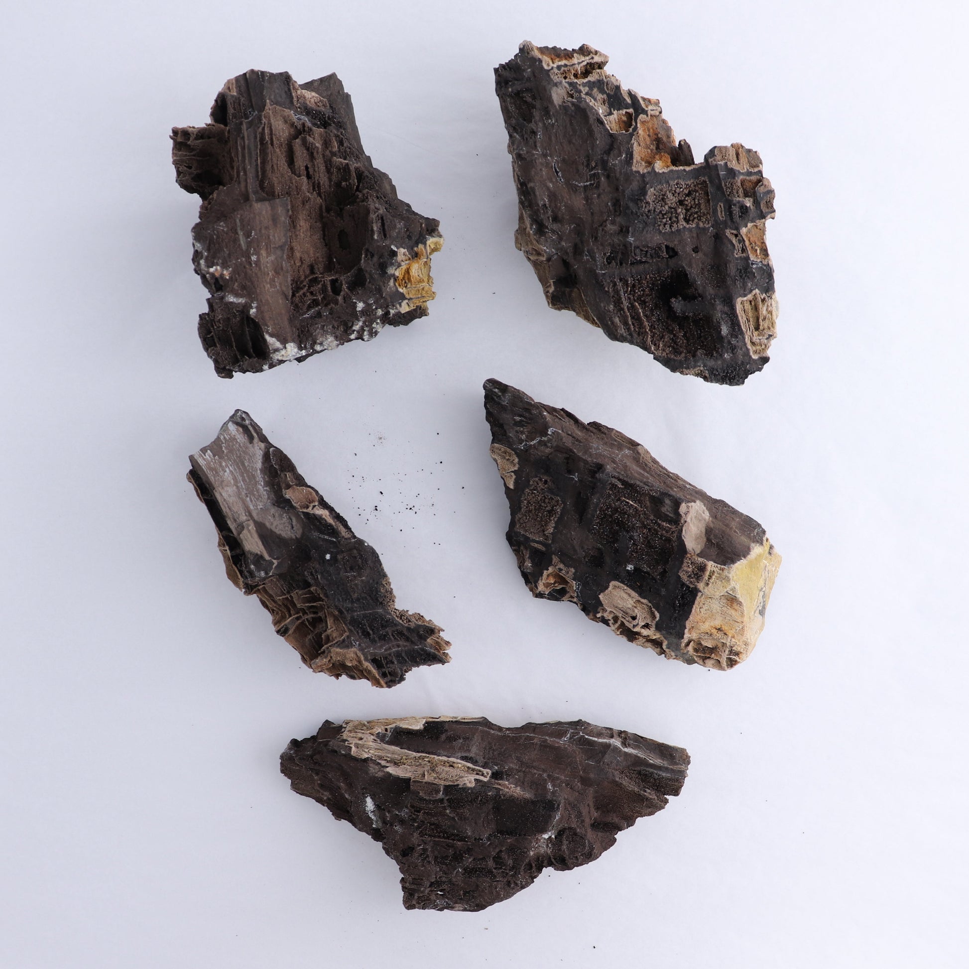 Permineralized Wood Flat of 5 - Expert Wholesale and Supplier of Wholesale Crystals & Bulk Gemstones, ["Indonesia","Permineralized Wood"]