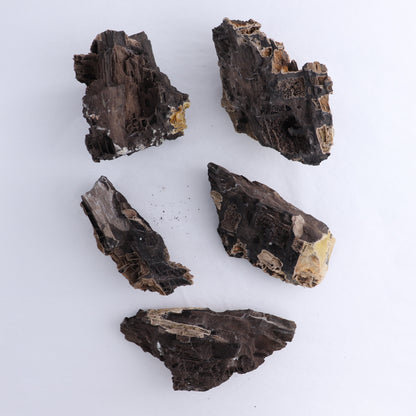 Permineralized Wood Flat of 5 - Expert Wholesale and Supplier of Wholesale Crystals & Bulk Gemstones, ["Indonesia","Permineralized Wood"]