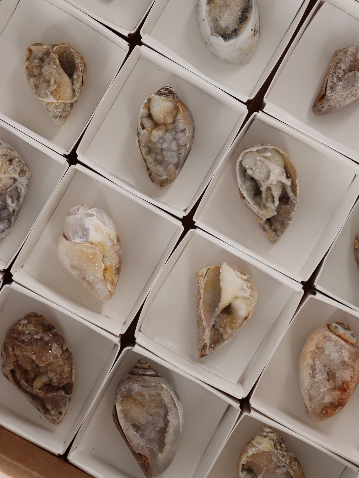 Fossil Shell Flat Set of 20 - Expert Wholesale and Supplier of Wholesale Crystals & Bulk Gemstones, []