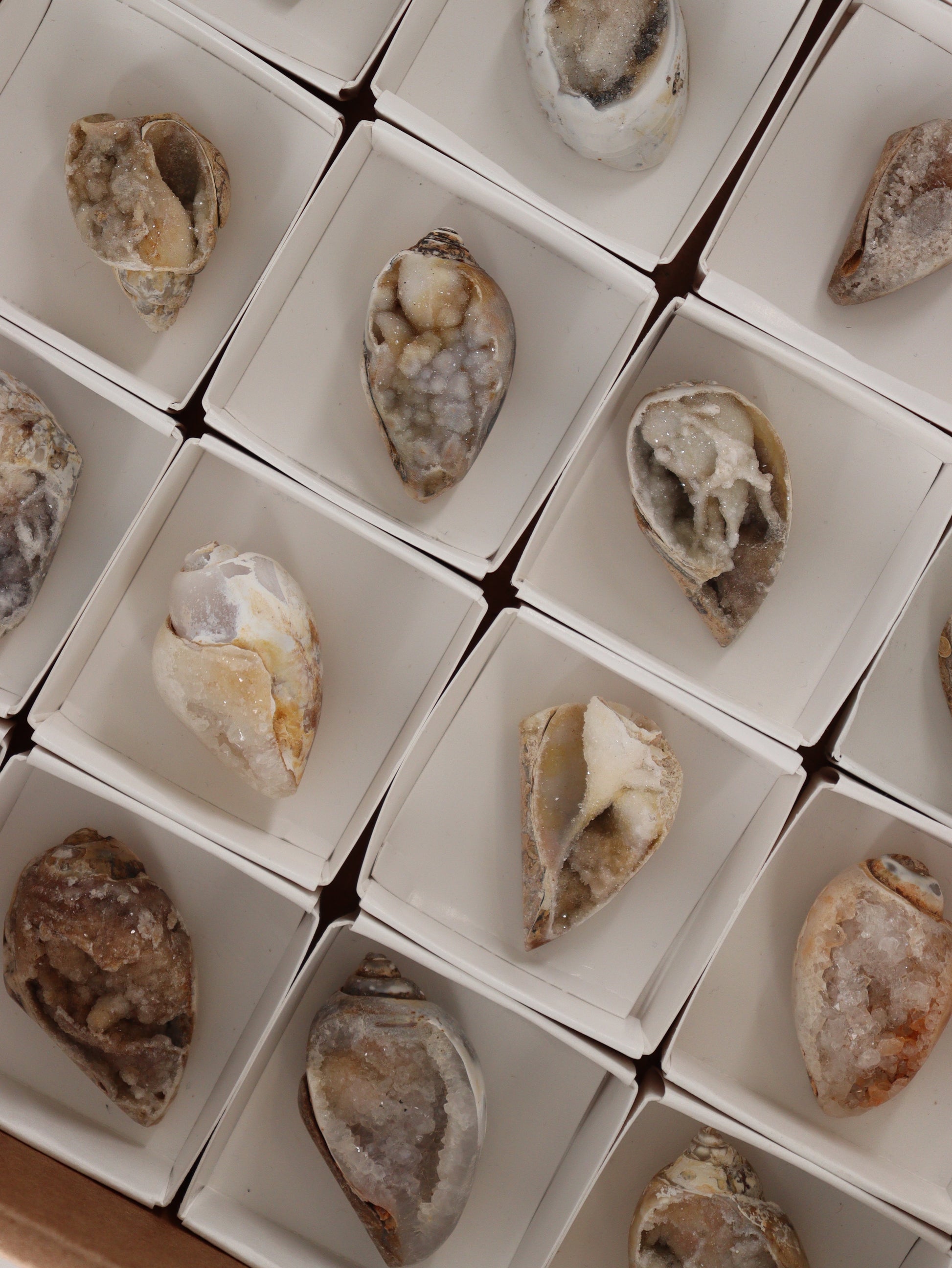 Fossil Shell Flat Set of 20 - Expert Wholesale and Supplier of Wholesale Crystals & Bulk Gemstones, []