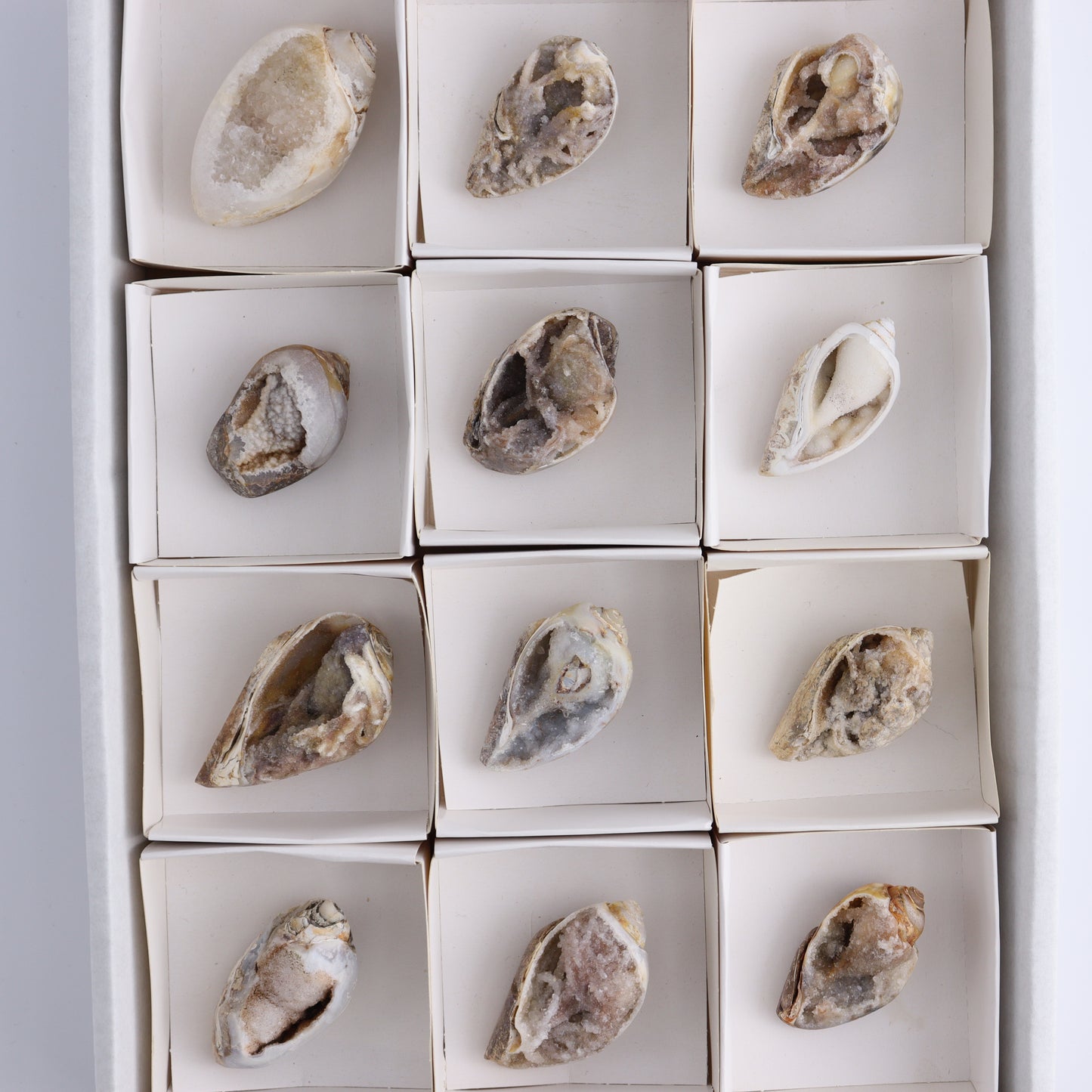 Crystalized Shells Set of 12 - Expert Wholesale and Supplier of Wholesale Crystals & Bulk Gemstones, ["Crystalized Shell","India","shell","shells"]