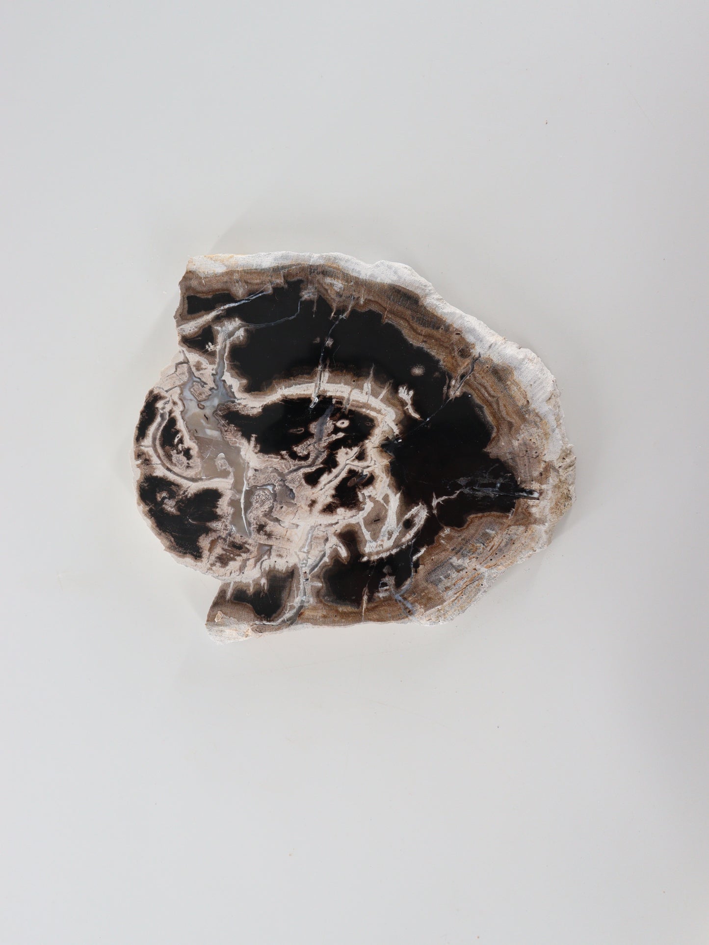 Petrified Wood Slices and Slabs Set of 3 - Expert Wholesale and Supplier of Wholesale Crystals & Bulk Gemstones, []