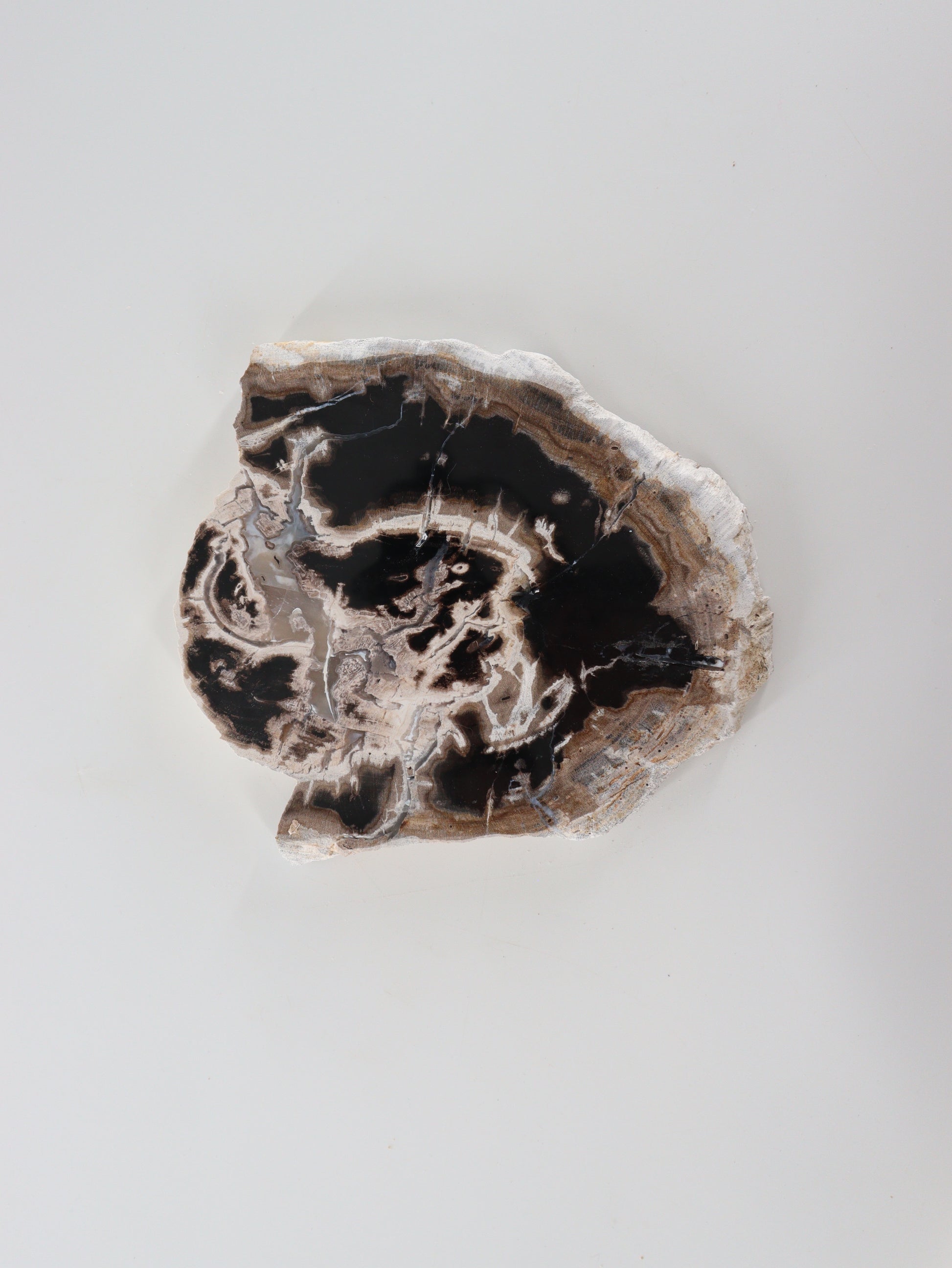 Petrified Wood Slices and Slabs Set of 3 - Expert Wholesale and Supplier of Wholesale Crystals & Bulk Gemstones, []