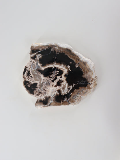 Petrified Wood Slices and Slabs Set of 3 - Expert Wholesale and Supplier of Wholesale Crystals & Bulk Gemstones, []