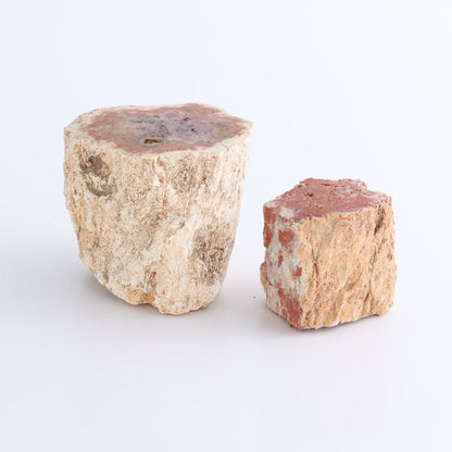 Petrified Wood Cut Bases Set of 8