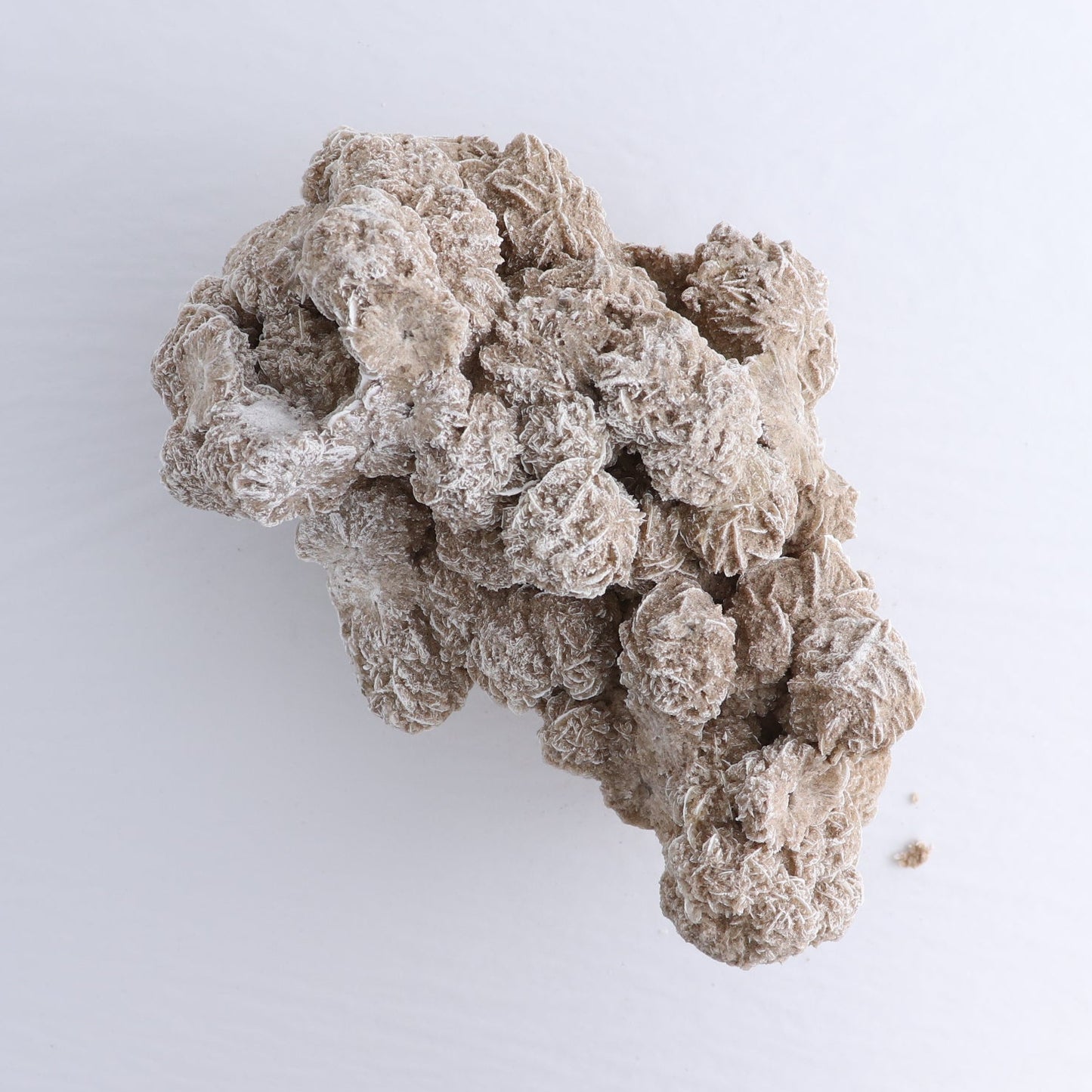 Desert Rose Set of 2