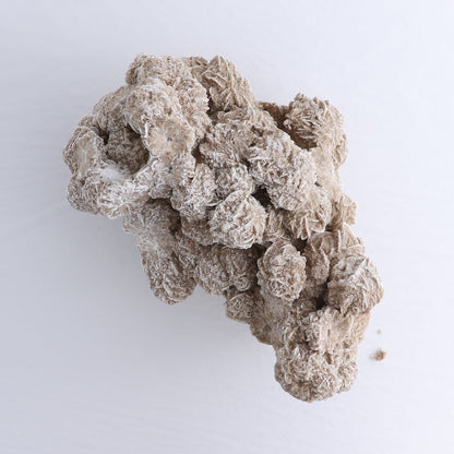 Desert Rose Set of 2