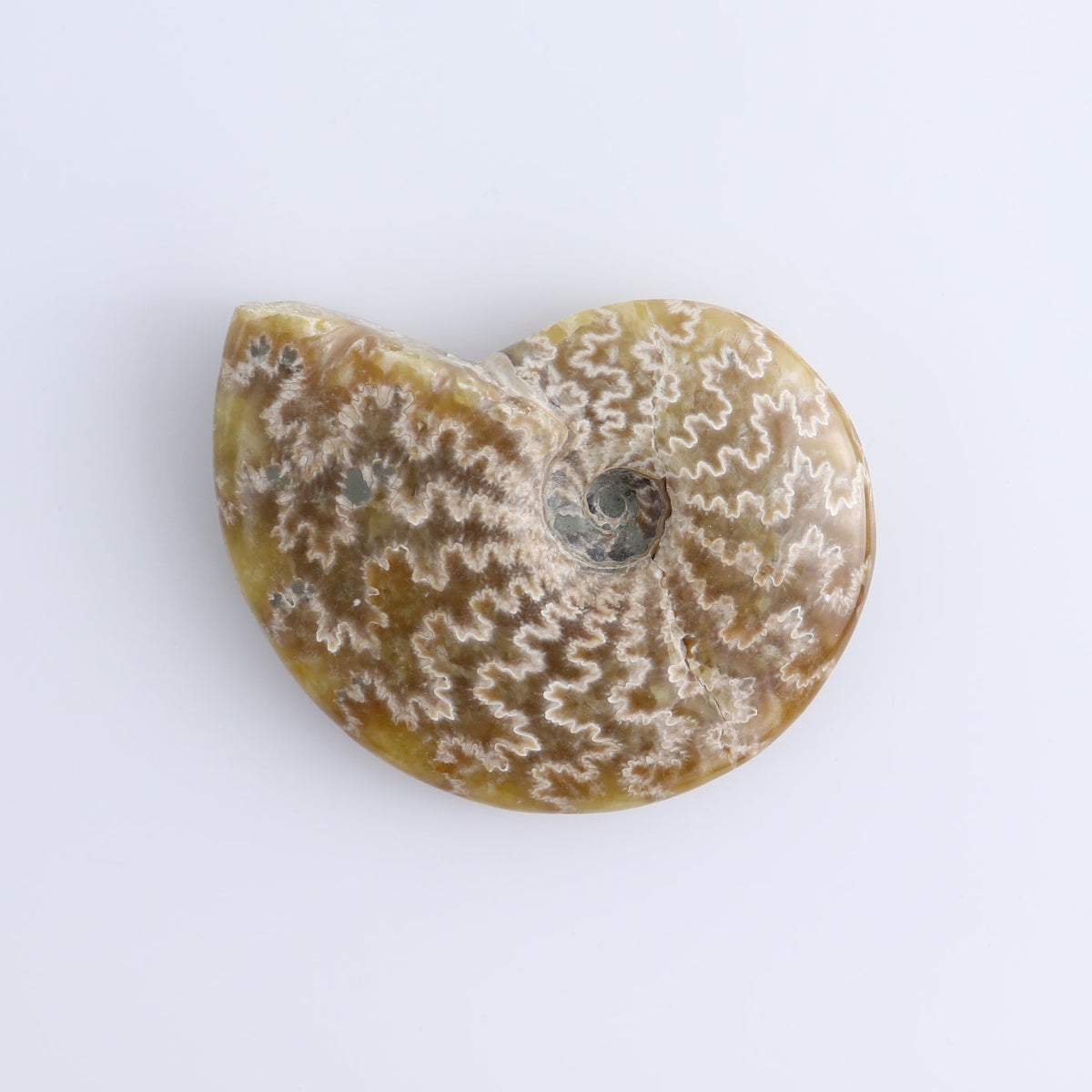 Ammonite Shells Set of 5