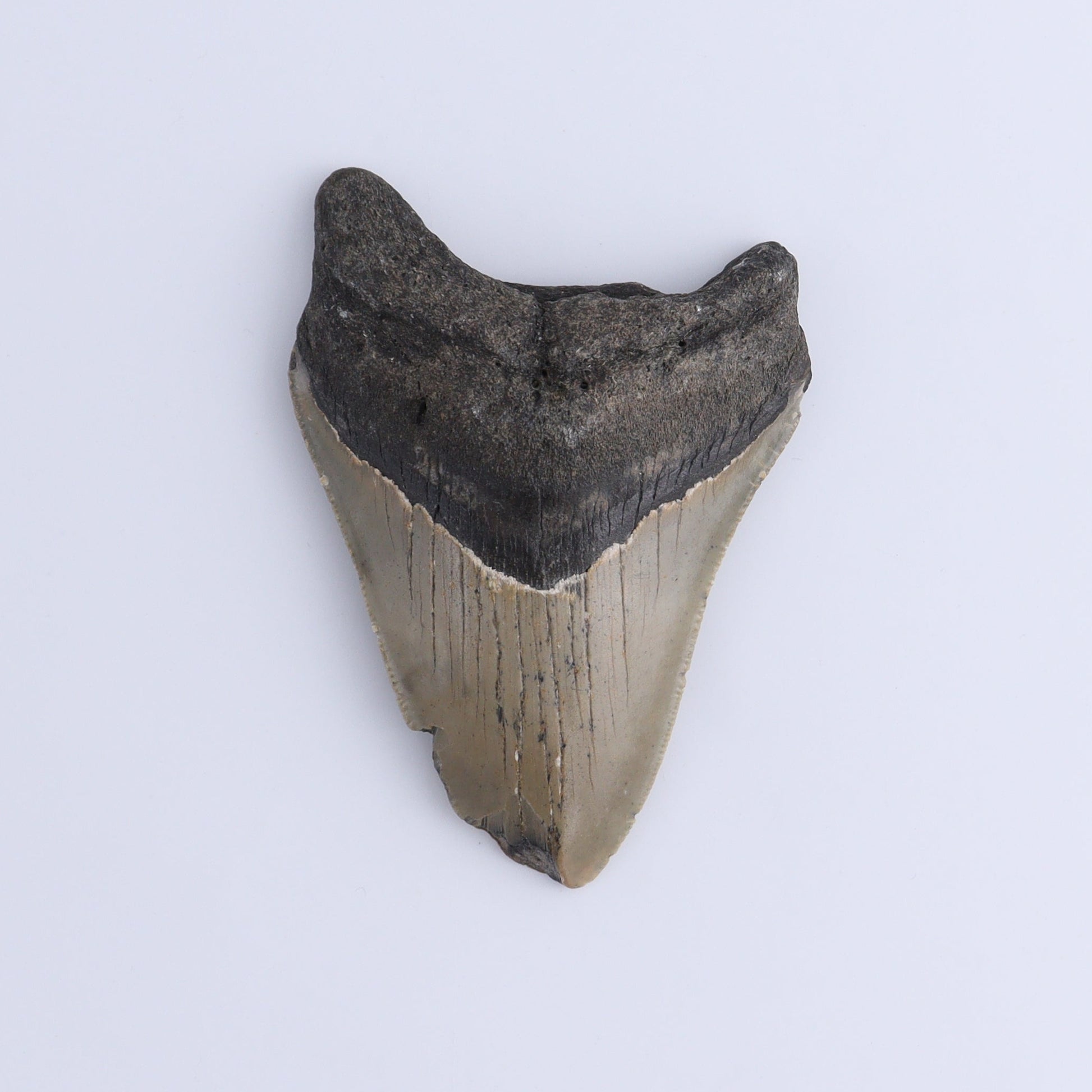 Megalodon Teeth Set of 2 - Expert Wholesale and Supplier of Wholesale Crystals & Bulk Gemstones, ["Megalodon Teeth","United States"]