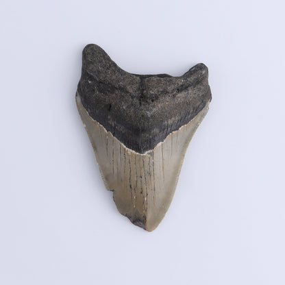 Megalodon Teeth Set of 2 - Expert Wholesale and Supplier of Wholesale Crystals & Bulk Gemstones, ["Megalodon Teeth","United States"]