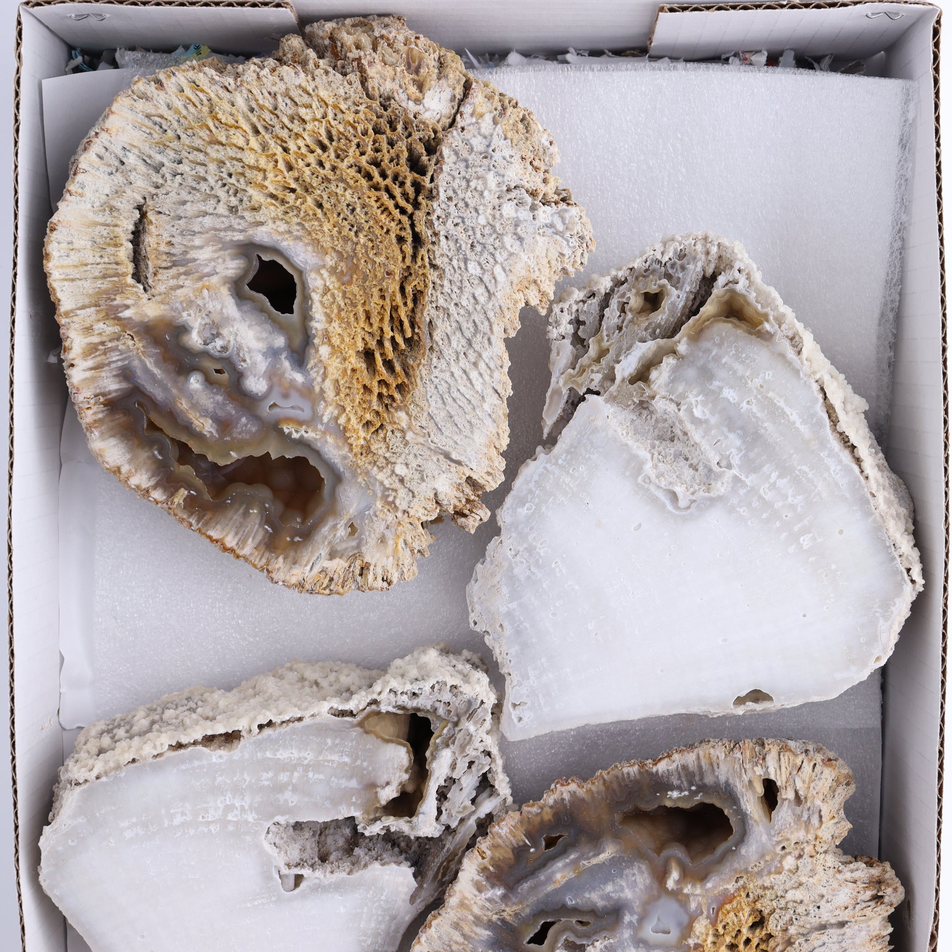 Agatized Coral Flat - Expert Wholesale and Supplier of Wholesale Crystals & Bulk Gemstones, ["Agate","Agatized Coral","Coral","United States"]
