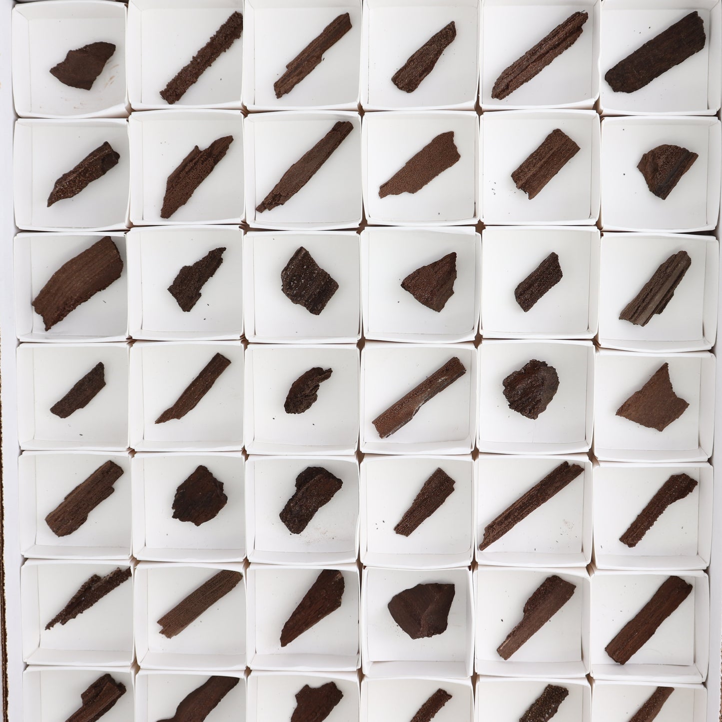 Permineralized Wood Flat of 54
