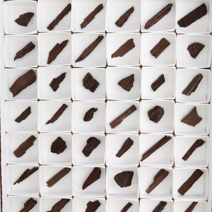 Permineralized Wood Flat of 54