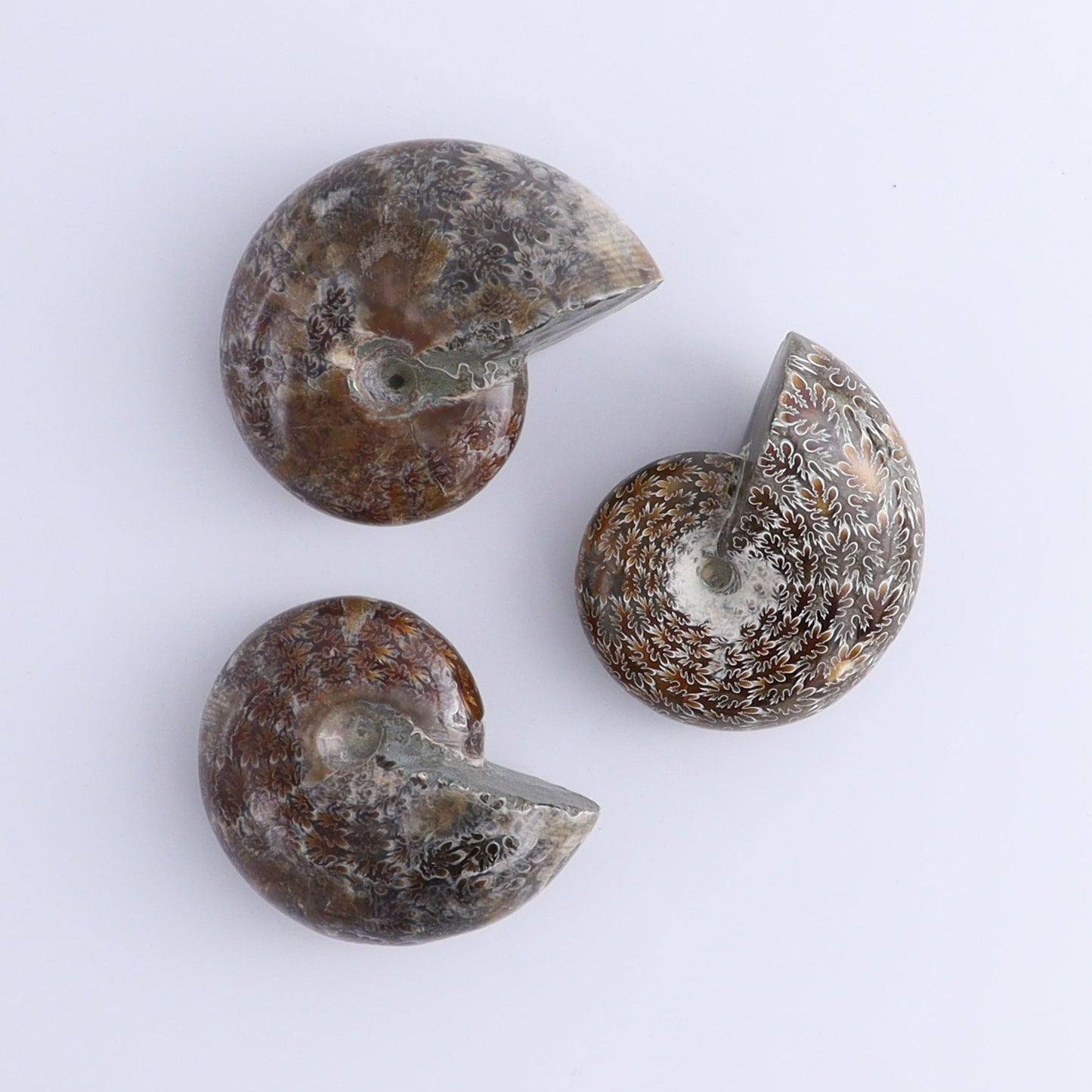 Ammonite Shells Set of 9 - Expert Wholesale and Supplier of Wholesale Crystals & Bulk Gemstones, ["Ammonite","shells"]