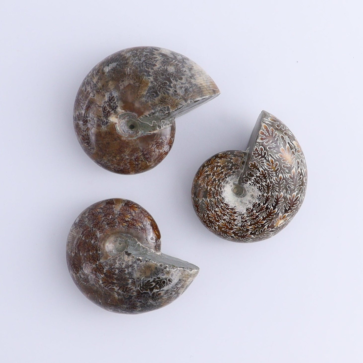 Ammonite Shells Set of 9 - Expert Wholesale and Supplier of Wholesale Crystals & Bulk Gemstones, ["Ammonite","shells"]