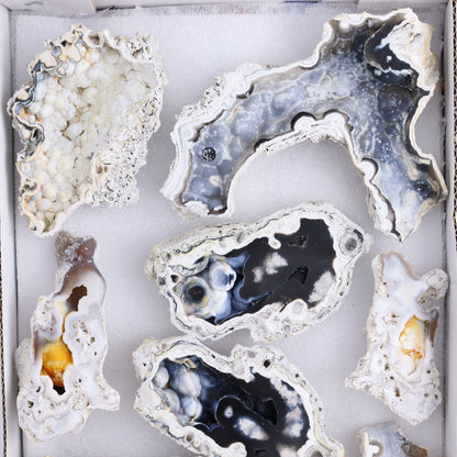 Agatized Coral Flat - Expert Wholesale and Supplier of Wholesale Crystals & Bulk Gemstones, ["Agate","Agatized Coral","Coral","United States"]