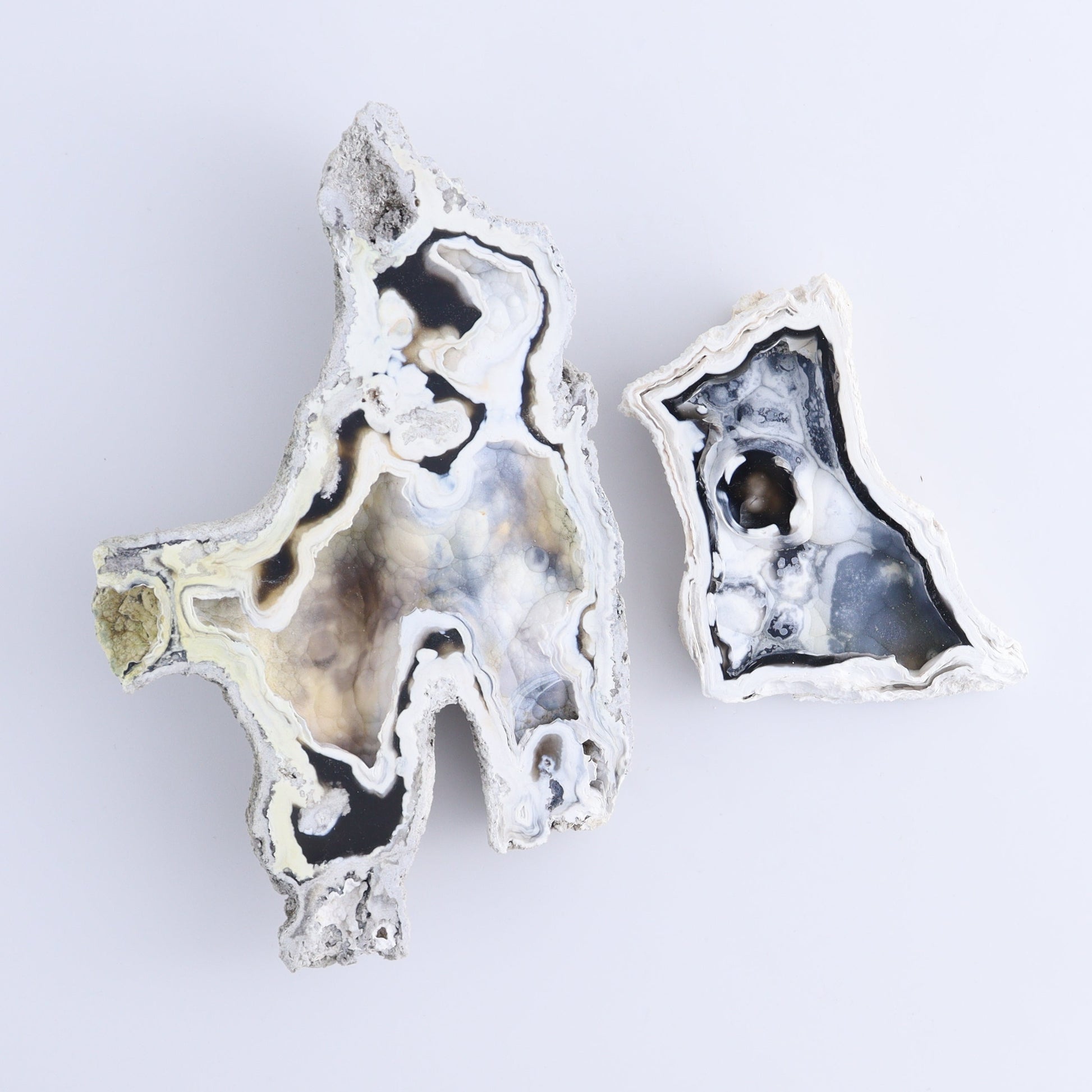 Agatized Coral Flat - Expert Wholesale and Supplier of Wholesale Crystals & Bulk Gemstones, ["Agate","Agatized Coral","Coral","United States"]