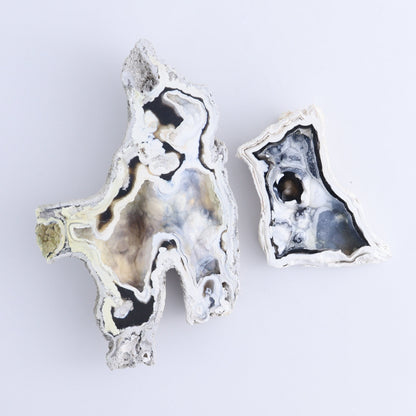 Agatized Coral Flat - Expert Wholesale and Supplier of Wholesale Crystals & Bulk Gemstones, ["Agate","Agatized Coral","Coral","United States"]