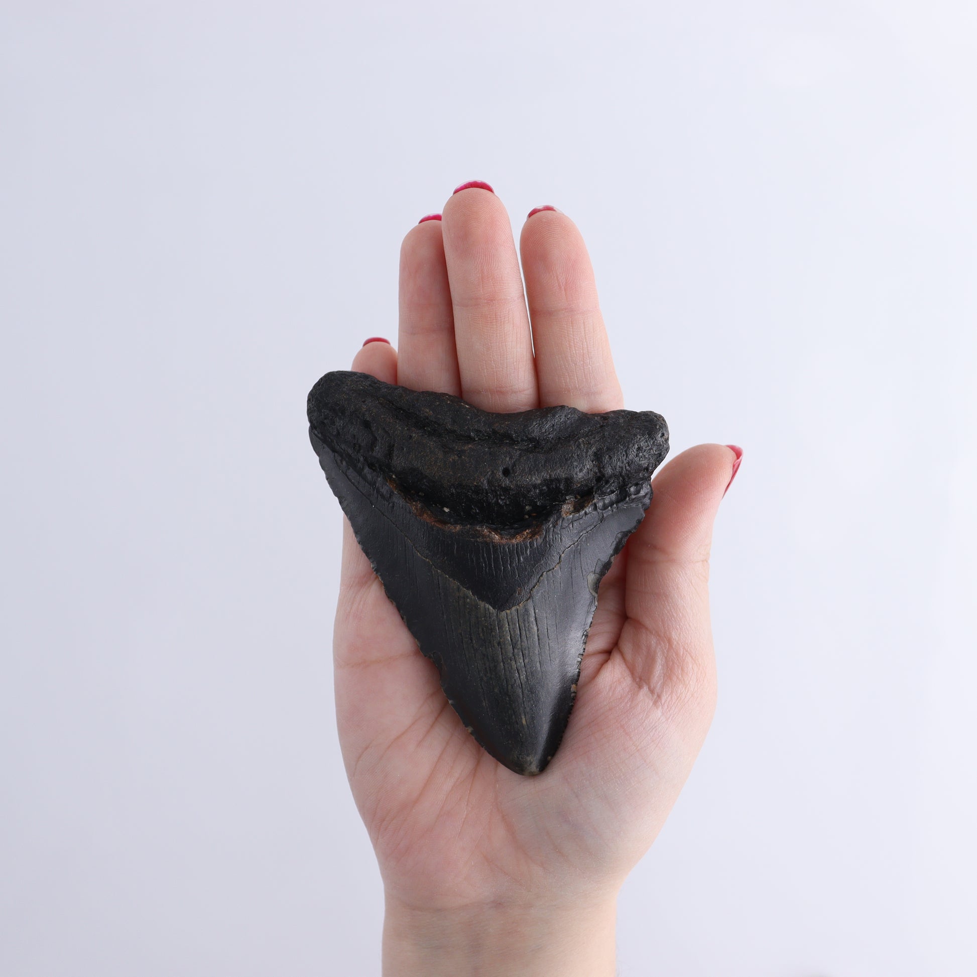 Megalodon Teeth Set of 6 - Expert Wholesale and Supplier of Wholesale Crystals & Bulk Gemstones, ["Megalodon Teeth","United States"]