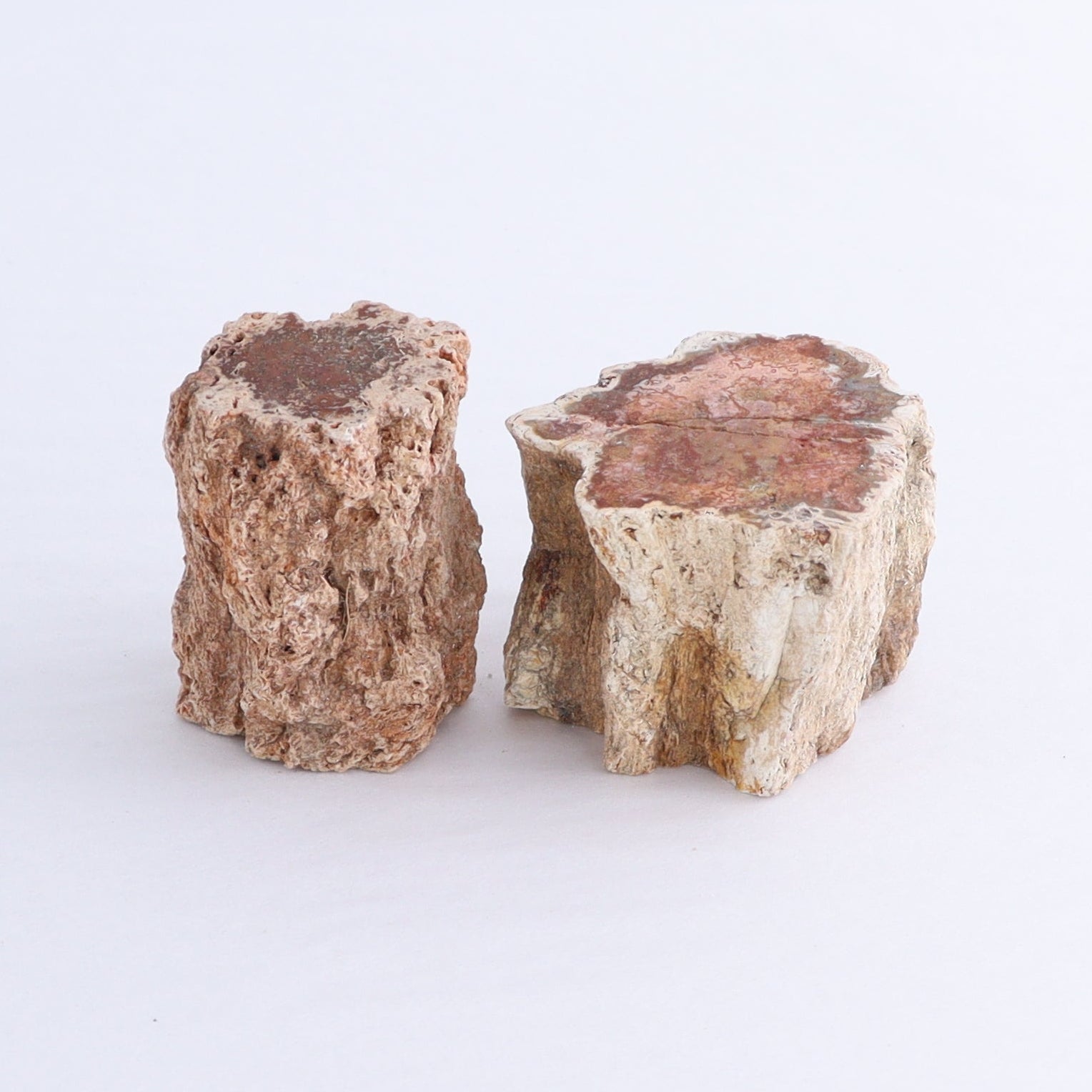 Petrified Wood Cut Bases Set of 10 - Expert Wholesale and Supplier of Wholesale Crystals & Bulk Gemstones, ["Cut Base","Petrified Wood"]