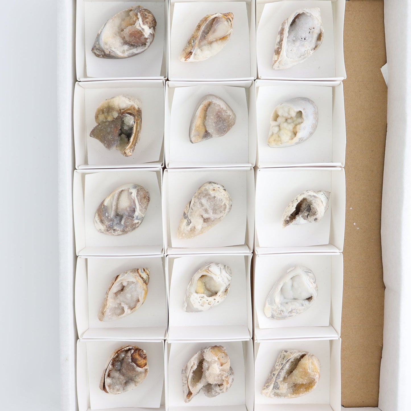 Crystalized Shells Set of 15