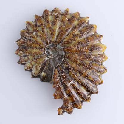 Ammonite Shell Carving Set of 2 - Expert Wholesale and Supplier of Wholesale Crystals & Bulk Gemstones, ["Ammonite","shells"]