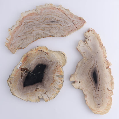 Petrified Wood Slices & Slabs Set of 3 - Expert Wholesale and Supplier of Wholesale Crystals & Bulk Gemstones, ["Freeforms","Indonesia","Petrified Wood","Slices and Slabs"]