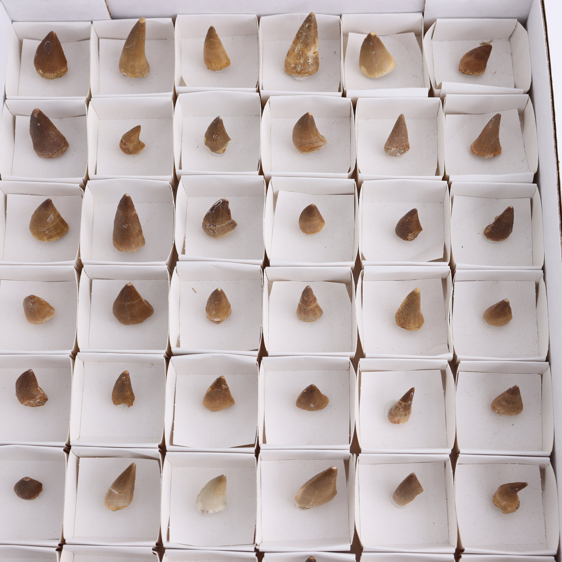 Mosasaur Teeth Set of 54 (Repaired) - Expert Wholesale and Supplier of Wholesale Crystals & Bulk Gemstones, ["Morocco","Mosasaur Teeth"]