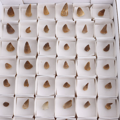 Mosasaur Teeth Set of 54 (Repaired) - Expert Wholesale and Supplier of Wholesale Crystals & Bulk Gemstones, ["Morocco","Mosasaur Teeth"]