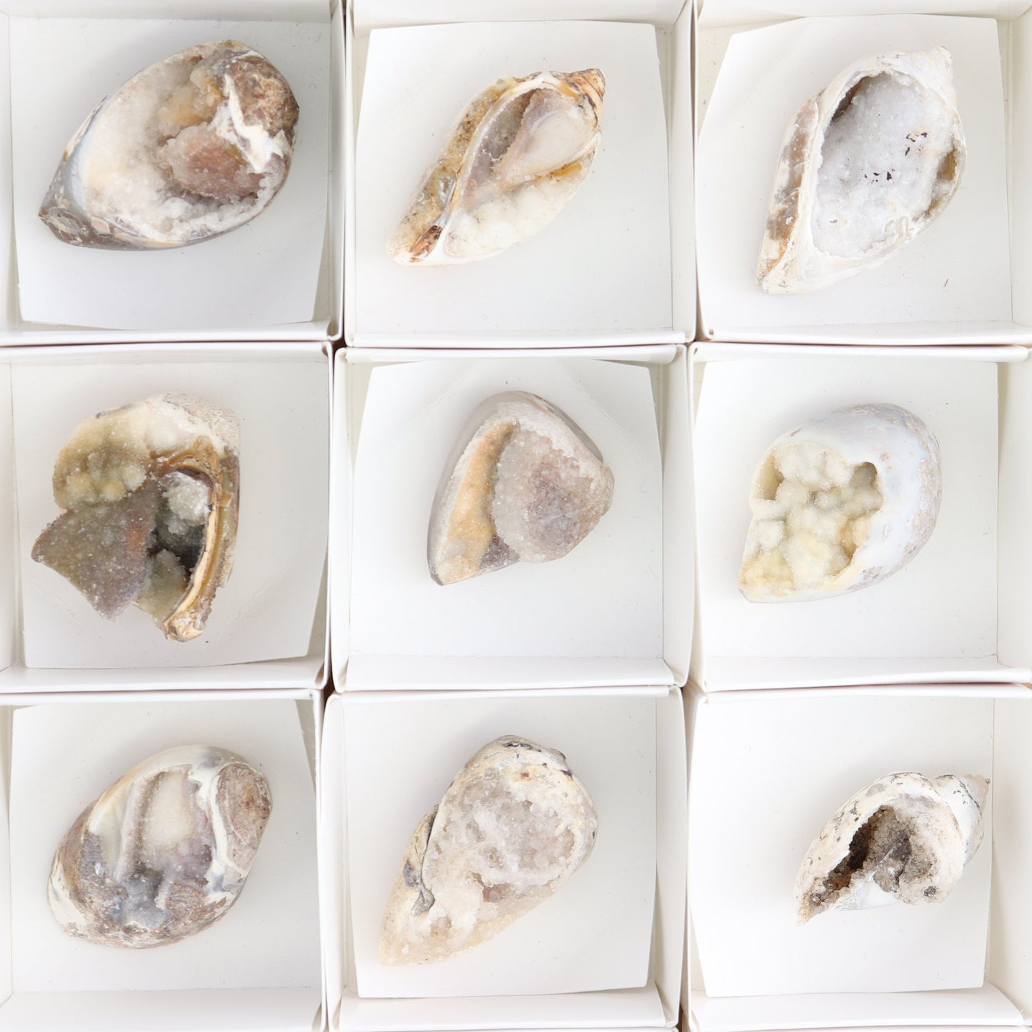 Crystalized Shells Set of 15