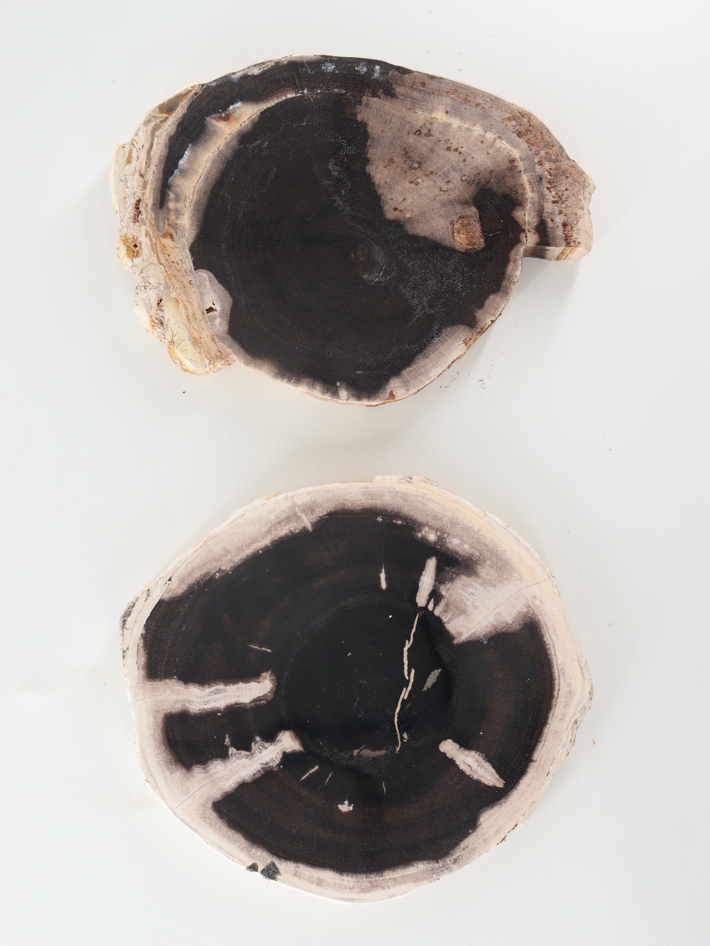 Petrified Wood Slices and Slabs Set of 2 - Expert Wholesale and Supplier of Wholesale Crystals & Bulk Gemstones, []