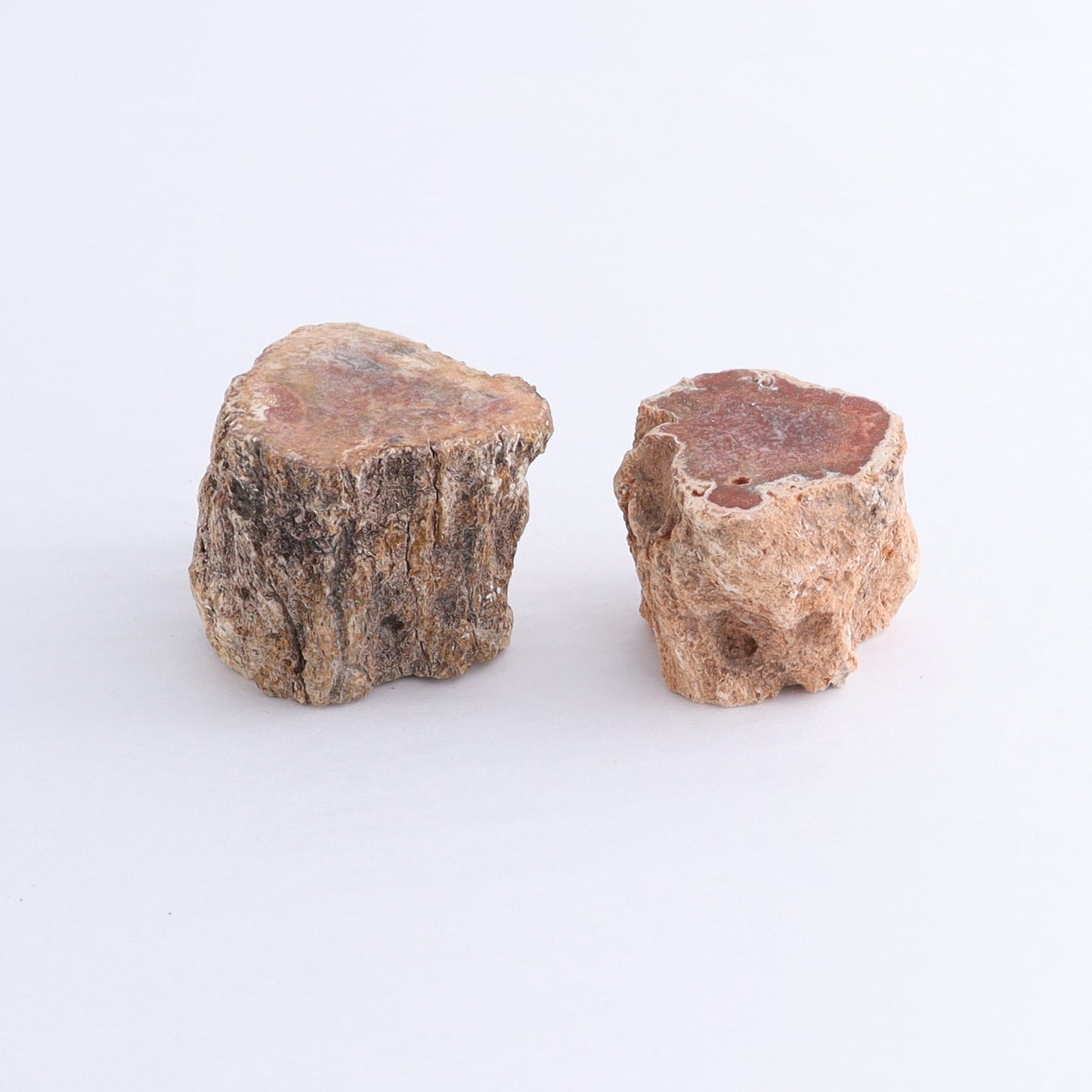 Petrified Wood Cut Bases Set of 10 - Expert Wholesale and Supplier of Wholesale Crystals & Bulk Gemstones, ["Cut Base","Petrified Wood"]