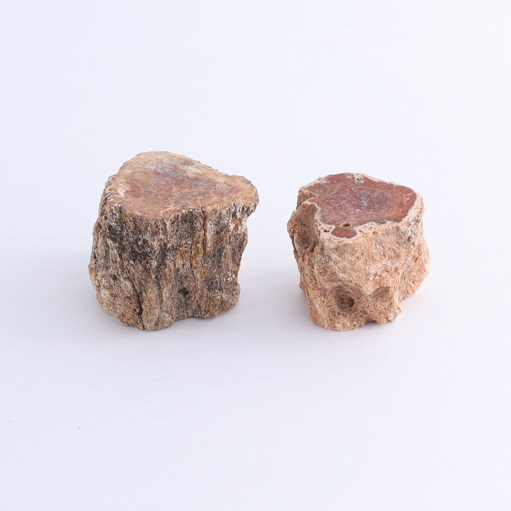 Petrified Wood Cut Bases Set of 10 - Expert Wholesale and Supplier of Wholesale Crystals & Bulk Gemstones, ["Cut Base","Petrified Wood"]