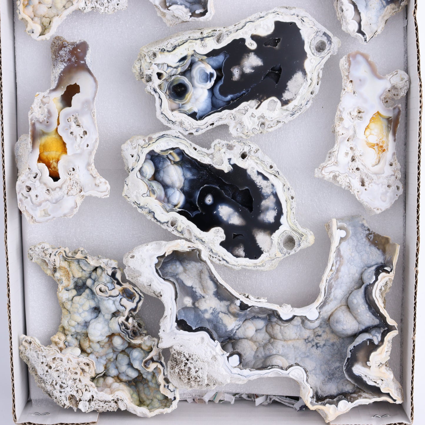Agatized Coral Flat - Expert Wholesale and Supplier of Wholesale Crystals & Bulk Gemstones, ["Agate","Agatized Coral","Coral","United States"]