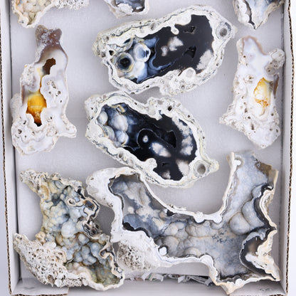 Agatized Coral Flat - Expert Wholesale and Supplier of Wholesale Crystals & Bulk Gemstones, ["Agate","Agatized Coral","Coral","United States"]