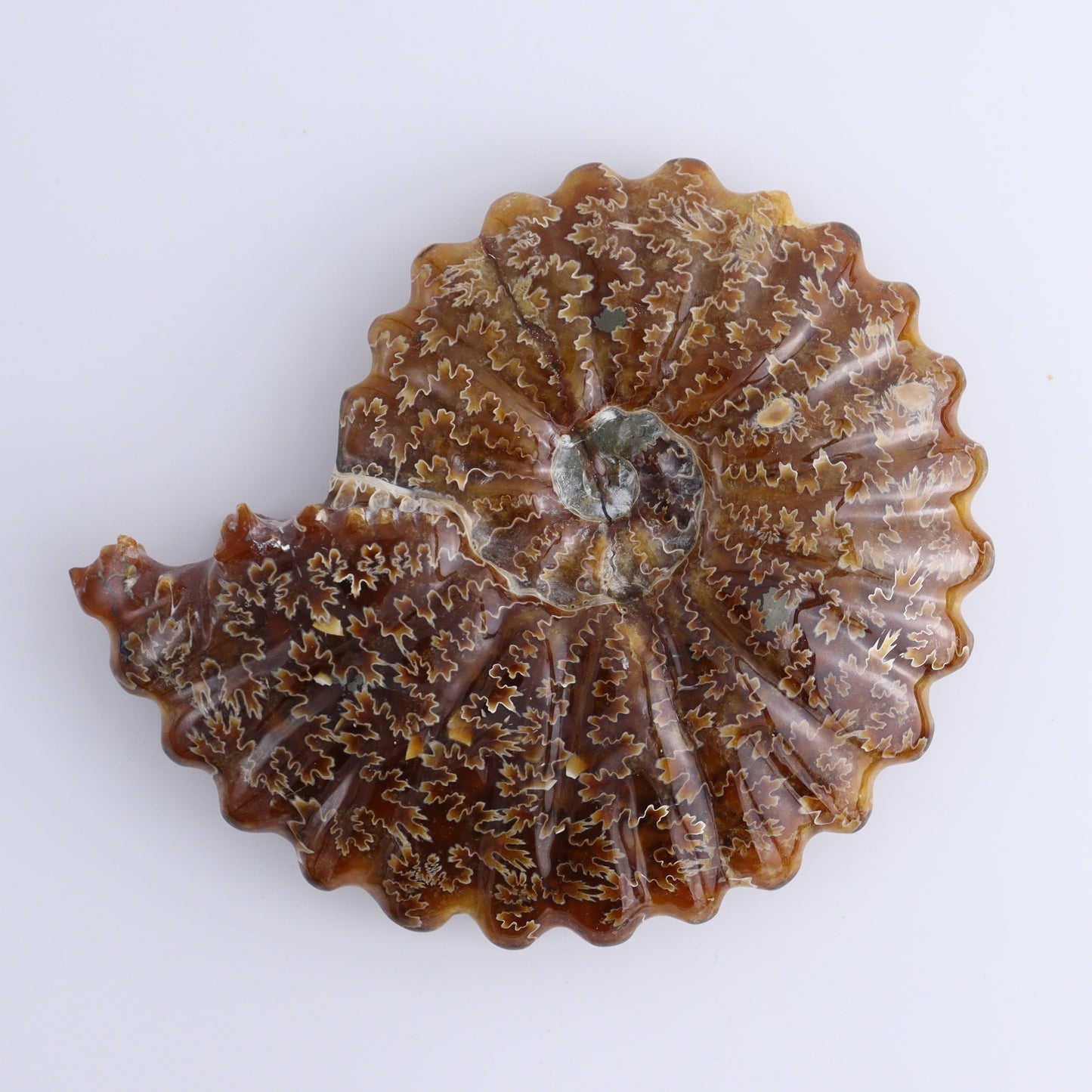 Ammonite Shell Carving Set of 2 - Expert Wholesale and Supplier of Wholesale Crystals & Bulk Gemstones, ["Ammonite","shells"]