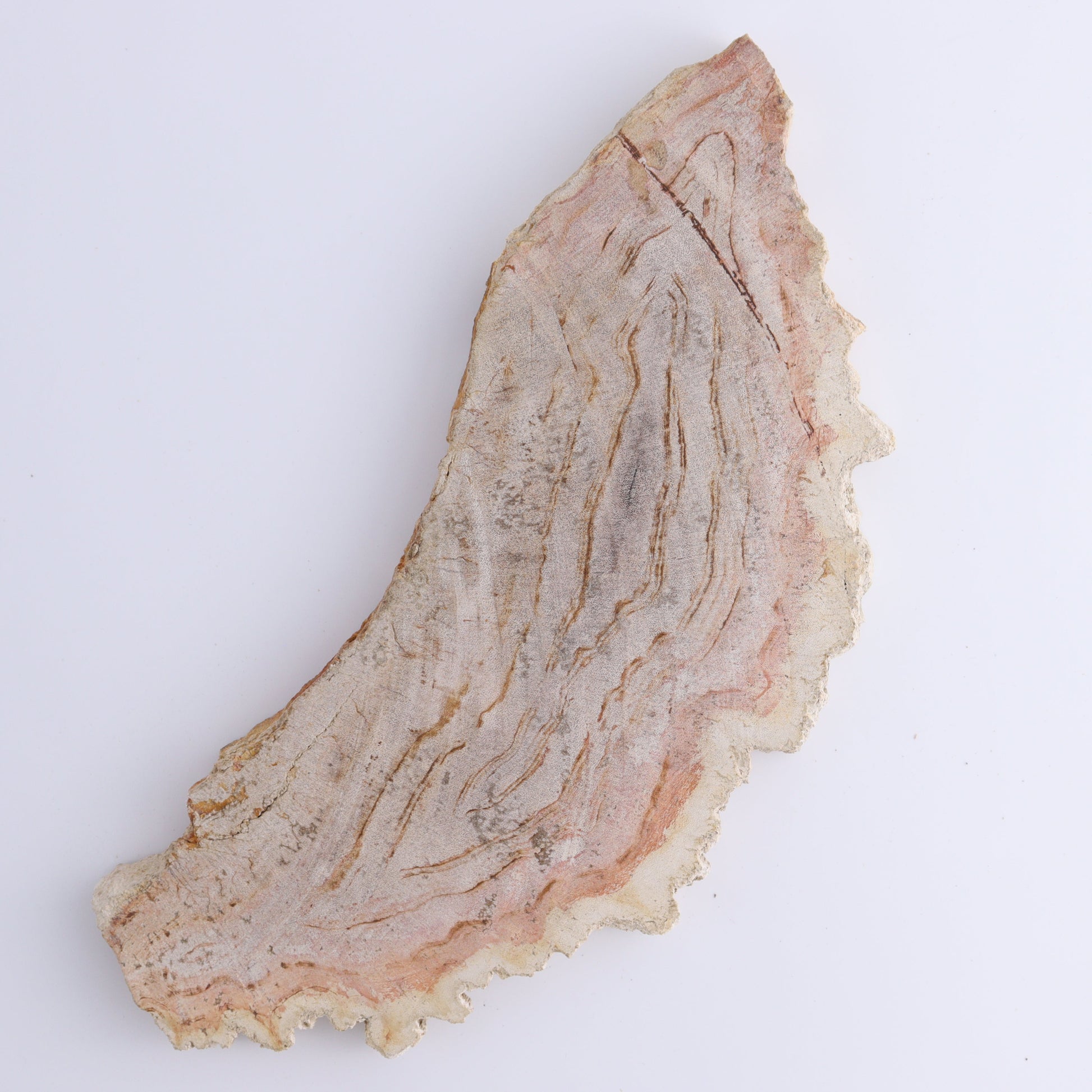 Petrified Wood Slices & Slabs Set of 3 - Expert Wholesale and Supplier of Wholesale Crystals & Bulk Gemstones, ["Freeforms","Indonesia","Petrified Wood","Slices and Slabs"]