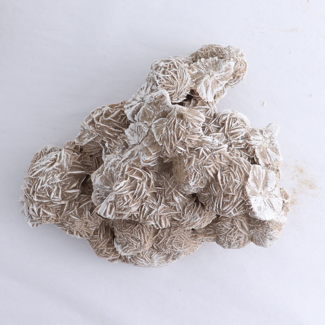Desert Rose Flat