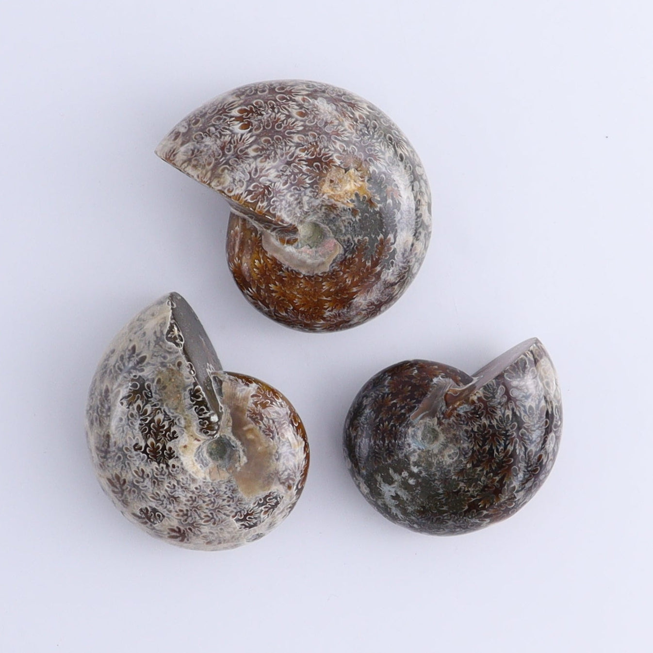 Ammonite Shells Set of 9 - Expert Wholesale and Supplier of Wholesale Crystals & Bulk Gemstones, ["Ammonite","shells"]