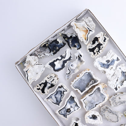 Agatized Coral Flat - Expert Wholesale and Supplier of Wholesale Crystals & Bulk Gemstones, ["Agate","Agatized Coral","Coral","United States"]